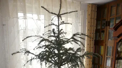 Holiday Cleanup: Christmas Trees, Packaging, and Broken Decorations